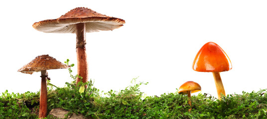 Brown and orange mushrooms on wet and humid green mossy log. Isolated on white. © Leigh Prather