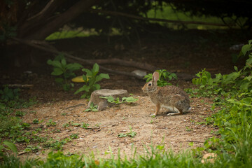 Rabbit Sitting in Clearing