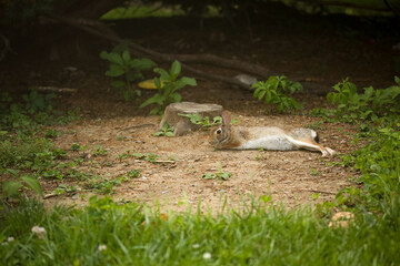 Wild Rabbit in a Clearing