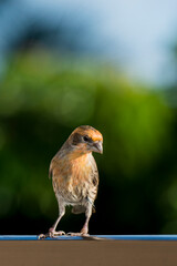 Unusual colored House Finch with green out of focus background
