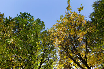 deciduous oak trees in the forest or in the Park