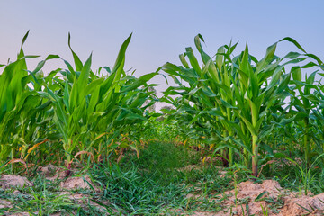 Obraz premium Corn field landscape outdoor in the morning