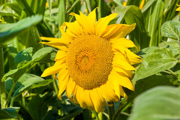 Fototapeta premium common sunflower in the summer
