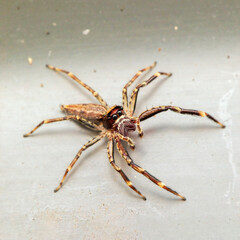 A very small brown arachnid known as the Bronze Hopper Jumping Spider (Helpis minitabunda).