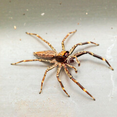 A very small brown arachnid known as the Bronze Hopper Jumping Spider (Helpis minitabunda).