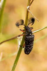 The male Feather-horned Beetle (Rhipicera femorata) has large antennae which are used to locate a female beetle when she is emitting a mating pheromone.