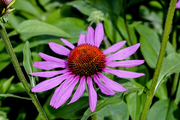 Obraz premium Flower of the medicinal plant 