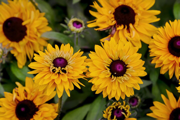 Obraz premium Flower of the Gloriosa Daisy 