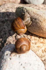 grape snail crawling on its territory