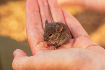 A juvenile House Mouse (Mus musculus) held in both hands.