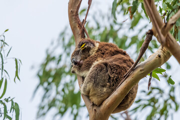An arboreal herbivorous marsupial native to Australia known as a Koala (Phascolarctos cinereus).