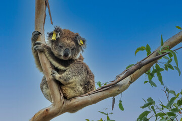 An arboreal herbivorous marsupial native to Australia known as a Koala (Phascolarctos cinereus).