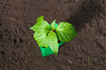 pepper plants in a pot standing on the ground top view
