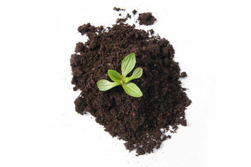 sprout grows from a pile of black earth on a white background isolated on a white background top view