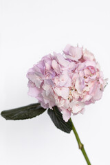 Fototapeta premium hydrangea premium apricot pink on white background