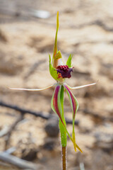 The Mallee Spider Orchid (Caladenia verrucosa) is a ground orchid with a single, hairy leaf and usually only one greenish-yellow and red flower.