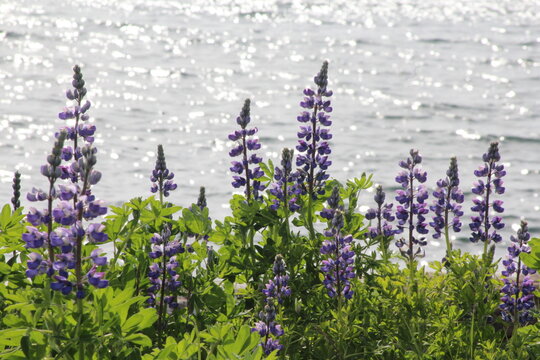 Lupine In Alaska