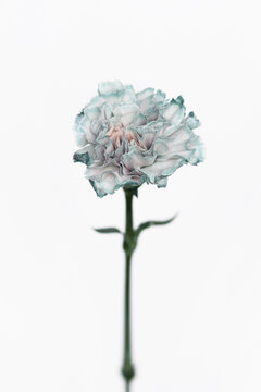 Dyed Carnation