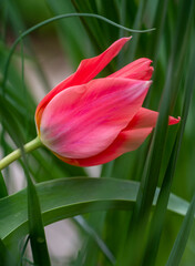 Closeup pink tulips graces a home gardens on R Street NW,  in the Logan neighborhood of Washington DC.