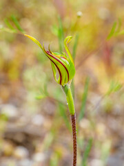 The Mallee Spider Orchid (Caladenia verrucosa) is a ground orchid with a single, hairy leaf and usually only one greenish-yellow and red flower.