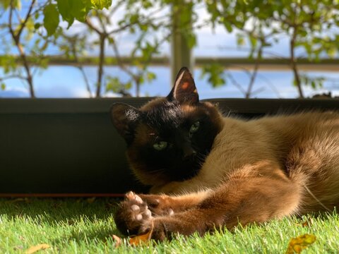 Gato siames acostado