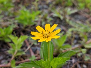 Wedelia flower (Sphagneticola trilobata) in the morning