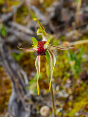 The Mallee Spider Orchid (Caladenia verrucosa) is a ground orchid with a single, hairy leaf and usually only one greenish-yellow and red flower.