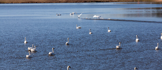 Fototapeta premium swans in spring