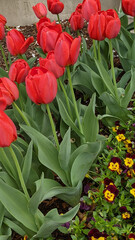 Tulips grace home gardens on R Street NW,  in the Logan neighborhood of Washington DC.