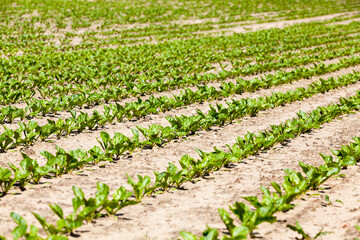Fototapeta na wymiar agricultural field where breeding varieties of sugar beet are grown