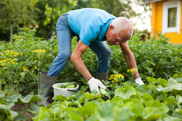 Mature gardener in gloves picking cucumbers in the garden