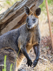 Naklejka na ściany i meble Swamp Wallaby (Wallabia bicolor). A unique Australian macropod with a dark black-grey coat with a distinctive light-coloured cheek stripe.
