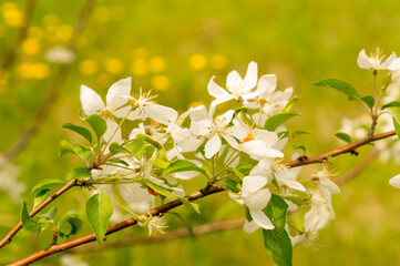 White apple blossoms on a branch