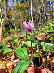 カタクリの花　スプリングエフェメラル
