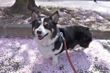 Pink cherry blossom petals and black corgi dog