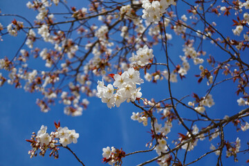 山桜と青空