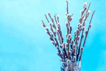 Branches of fluffy spring pussy willow in a glass glass with water on a blue background. 