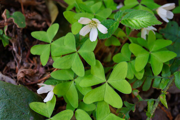 ミヤマカタバミの花