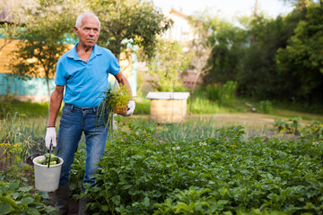 Elderly man farmer with basket and bucket of vegetables in the garden
