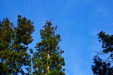 杉の木と青空