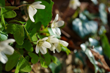 ミヤマカタバミの花　木漏れ日　春