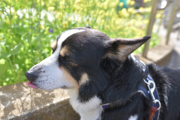 Black corgi dog and rape blossoms walking path