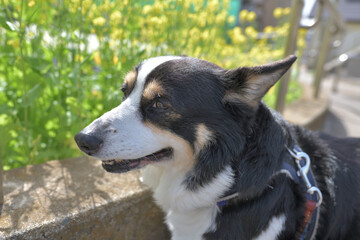 Black corgi dog and rape blossoms walking path
