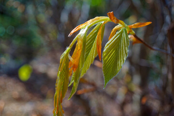 イヌブナの新葉　若葉