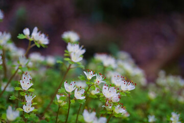 ハナネコノメの開花（撮影：高尾山）