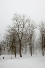 Fototapeta na wymiar snow covers the ground and trees