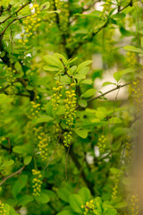 Blooming barberry bush in the spring garden.