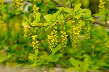 Blooming barberry bush in the spring garden.
