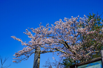 岩殿山山頂　春　桜