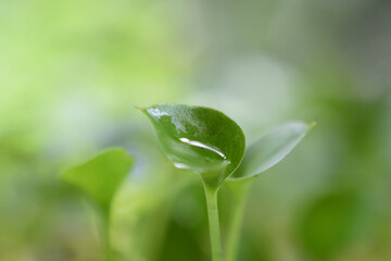 Young leaves grow in spring, closeup. HD image